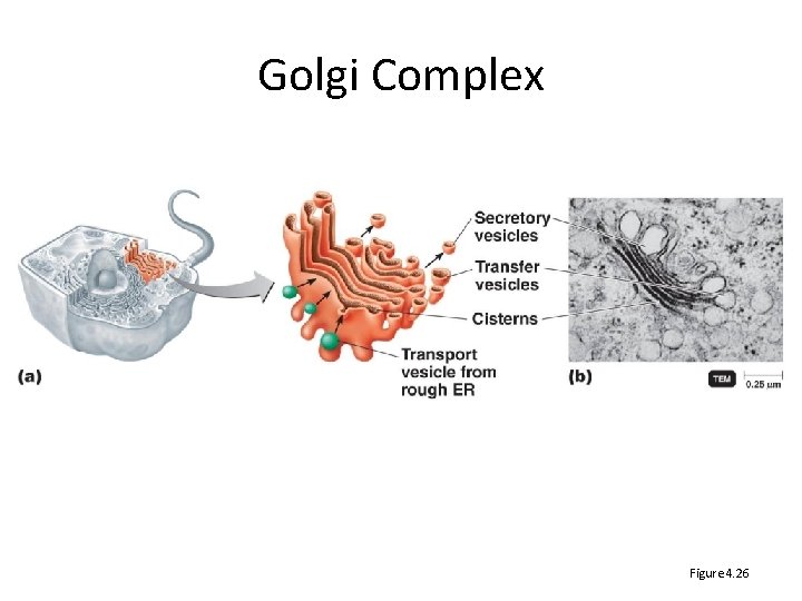 Golgi Complex Figure 4. 26 