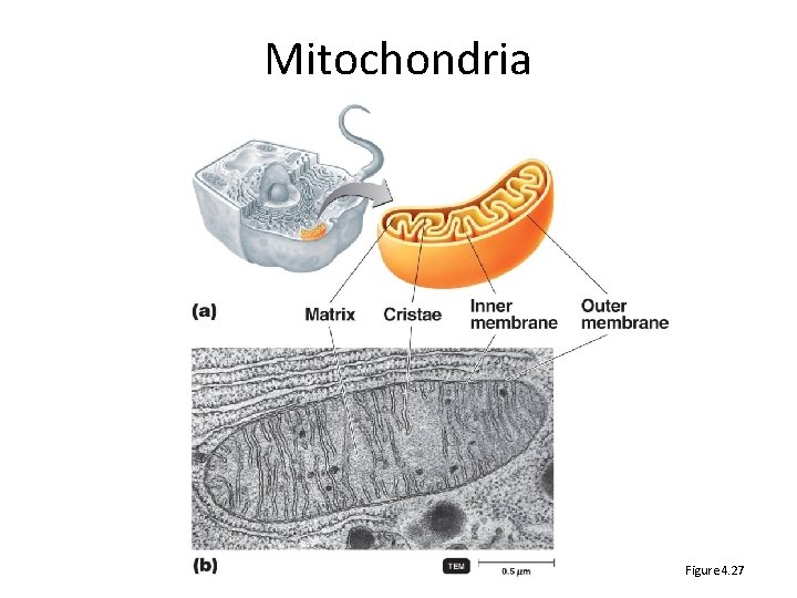 Mitochondria Figure 4. 27 
