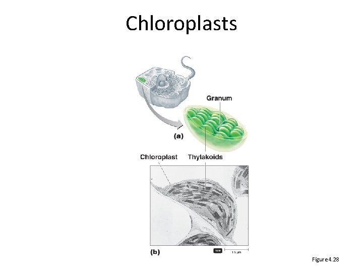 Chloroplasts Figure 4. 28 