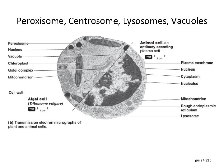 Peroxisome, Centrosome, Lysosomes, Vacuoles Figure 4. 22 b 