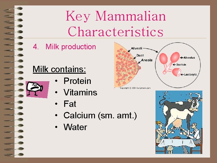 Key Mammalian Characteristics 4. Milk production Milk contains: • Protein • Vitamins • Fat
