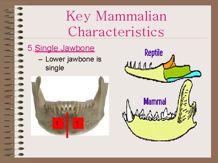 Key Mammalian Characteristics 5. Single Jawbone – Lower jawbone is single 1 1 