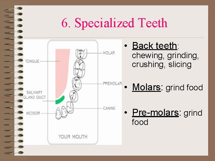 6. Specialized Teeth • Back teeth: chewing, grinding, crushing, slicing • Molars: grind food