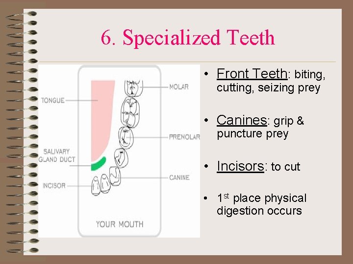 6. Specialized Teeth • Front Teeth: biting, cutting, seizing prey • Canines: grip &