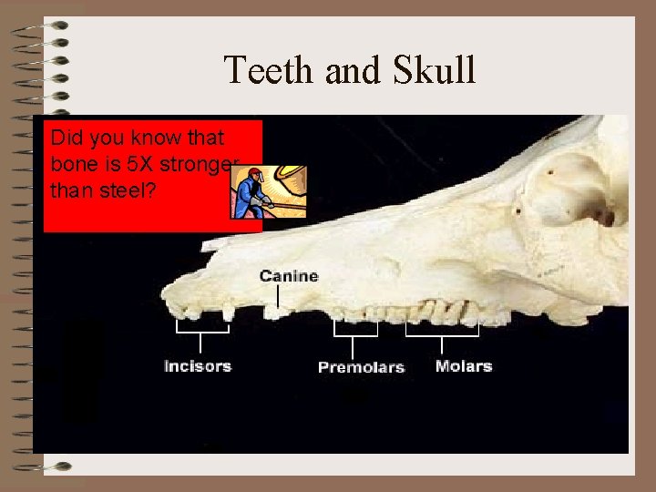 Teeth and Skull Did you know that bone is 5 X stronger than steel?