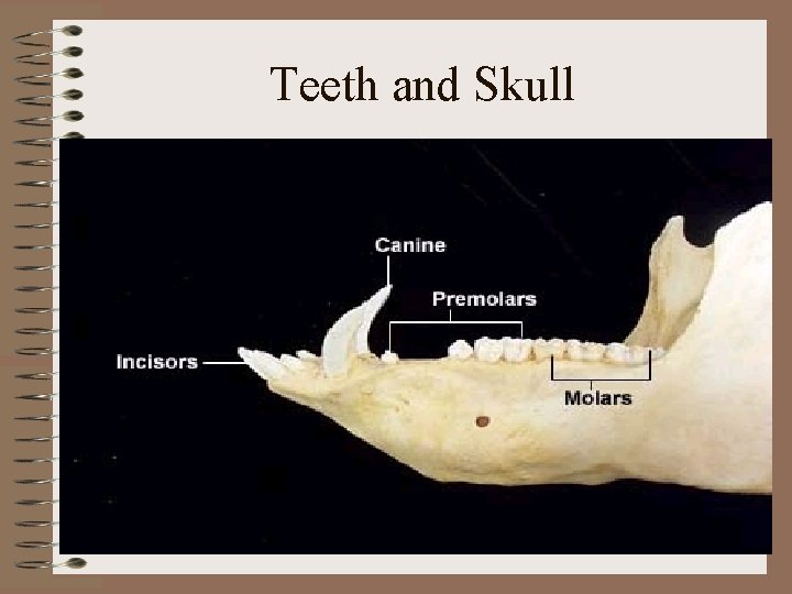 Teeth and Skull 