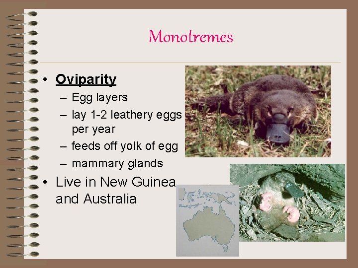 Monotremes • Oviparity – Egg layers – lay 1 -2 leathery eggs per year