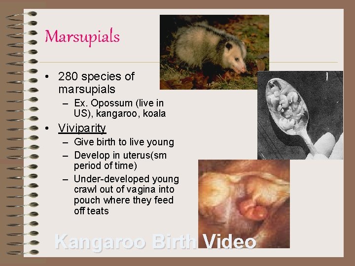 Marsupials • 280 species of marsupials – Ex. Opossum (live in US), kangaroo, koala