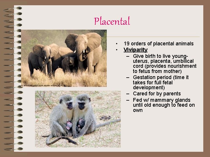 Placental • • 19 orders of placental animals Viviparity – Give birth to live
