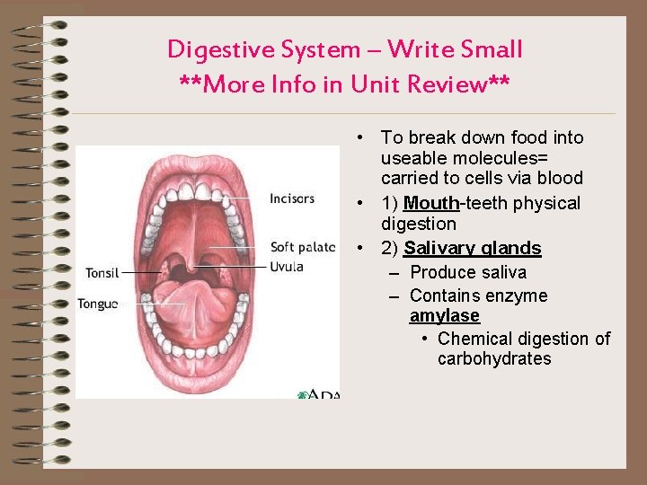 Digestive System – Write Small **More Info in Unit Review** • To break down