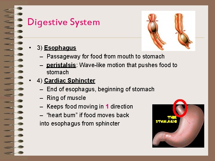 Digestive System • 3) Esophagus – Passageway for food from mouth to stomach –