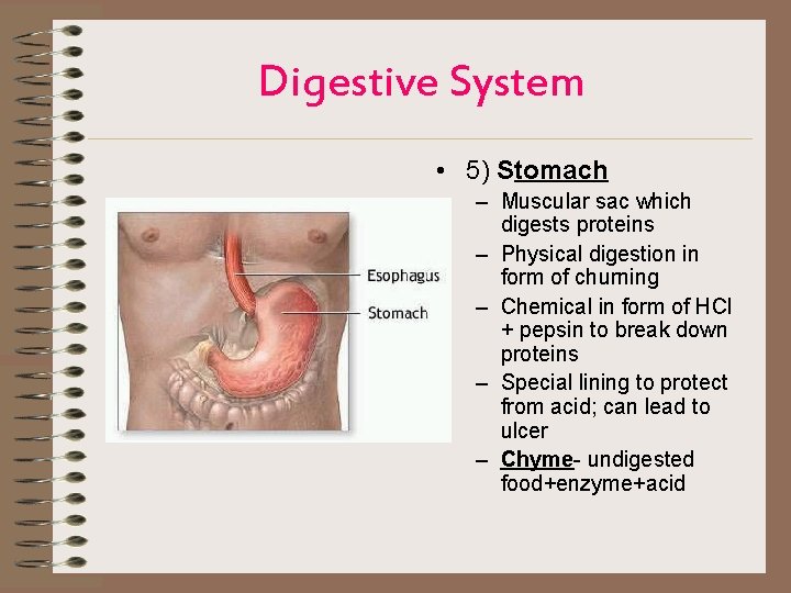 Digestive System • 5) Stomach – Muscular sac which digests proteins – Physical digestion