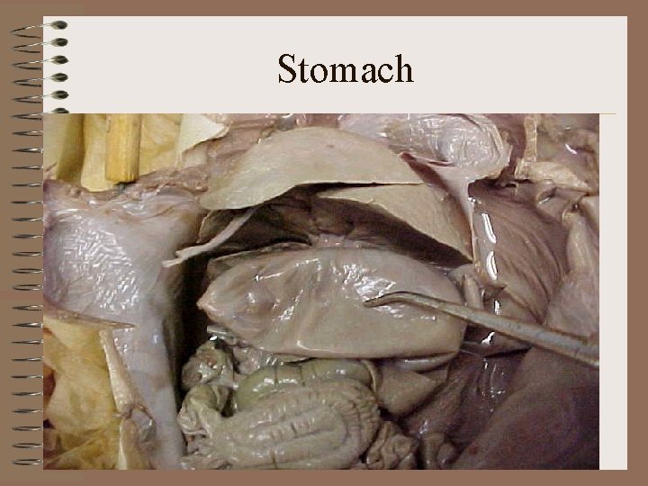 Stomach 