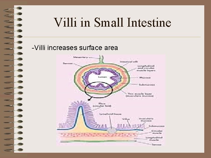 Villi in Small Intestine -Villi increases surface area 