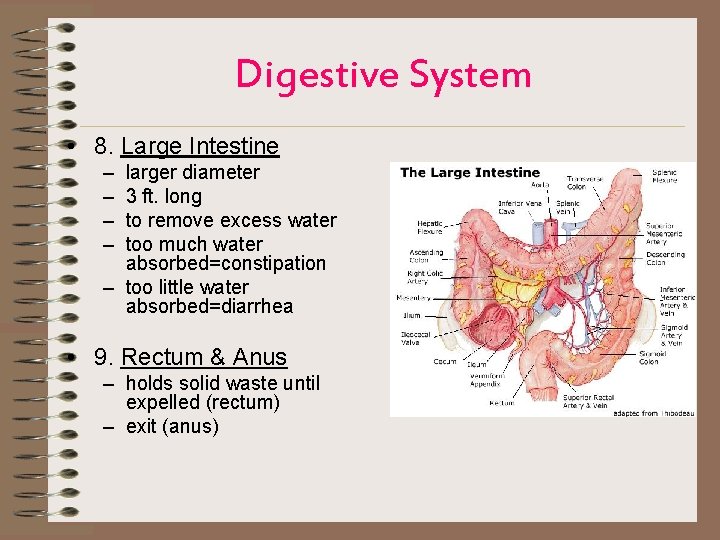 Digestive System • 8. Large Intestine – – larger diameter 3 ft. long to