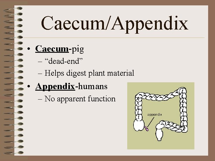 Caecum/Appendix • Caecum-pig – “dead-end” – Helps digest plant material • Appendix-humans – No