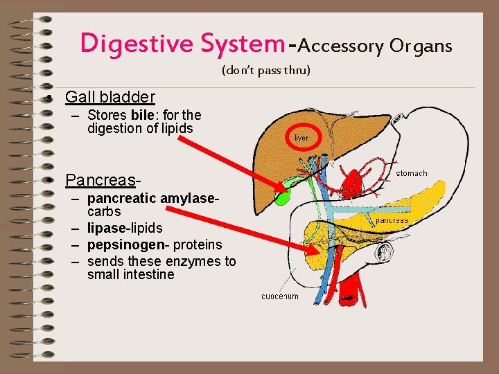 Digestive System-Accessory Organs (don’t pass thru) • Gall bladder – Stores bile: for the
