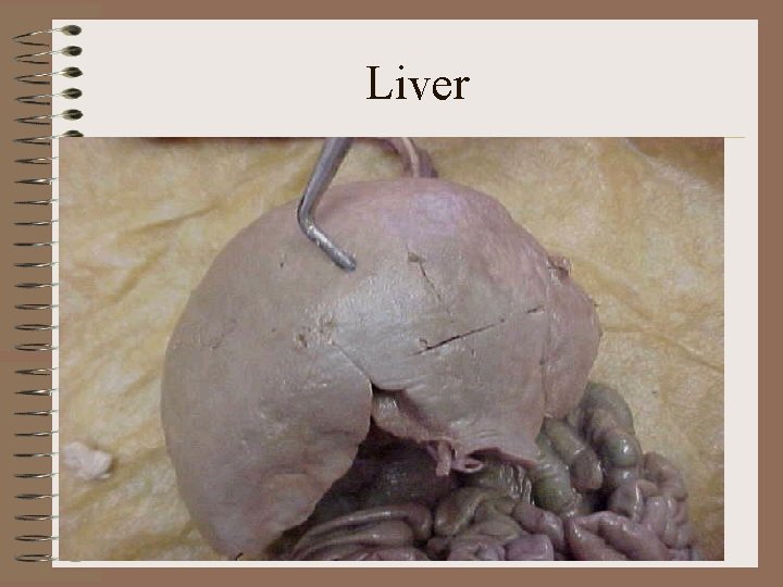 Liver 