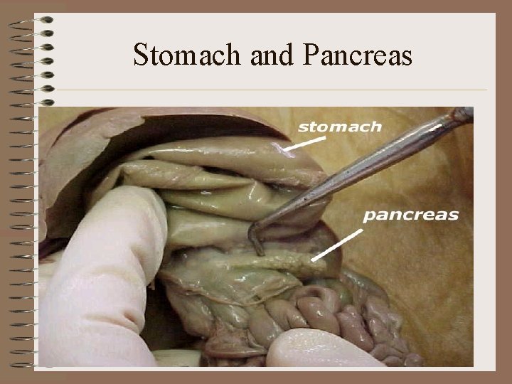 Stomach and Pancreas 