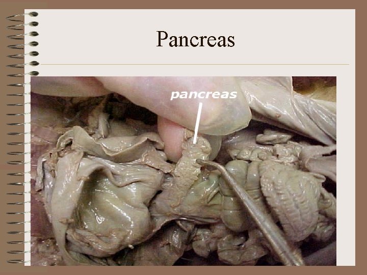 Pancreas 