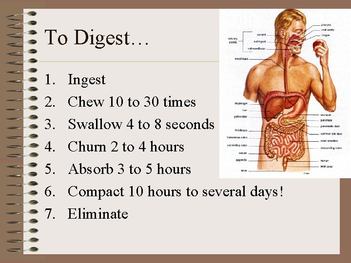 To Digest… 1. 2. 3. 4. 5. 6. 7. Ingest Chew 10 to 30