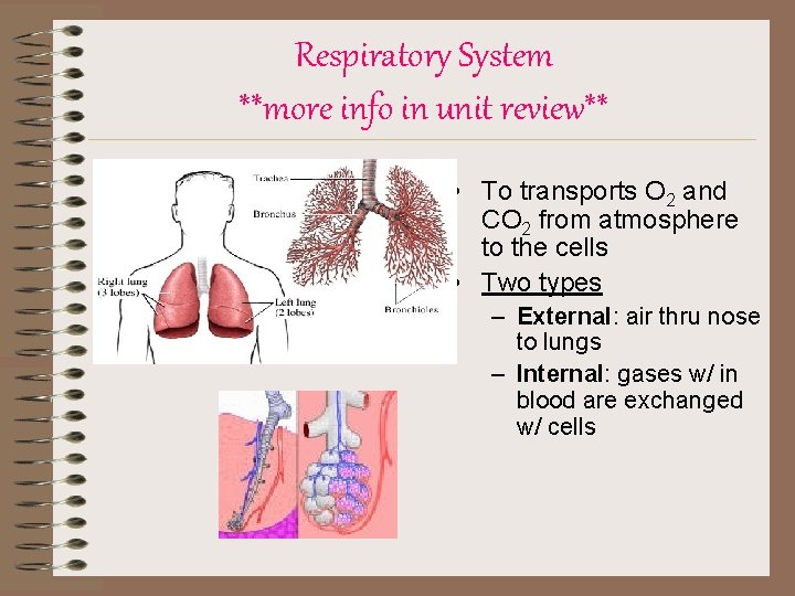 Respiratory System **more info in unit review** • To transports O 2 and CO