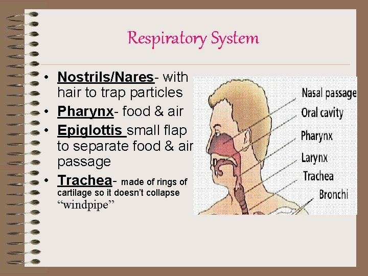 Respiratory System • Nostrils/Nares- with hair to trap particles • Pharynx- food & air