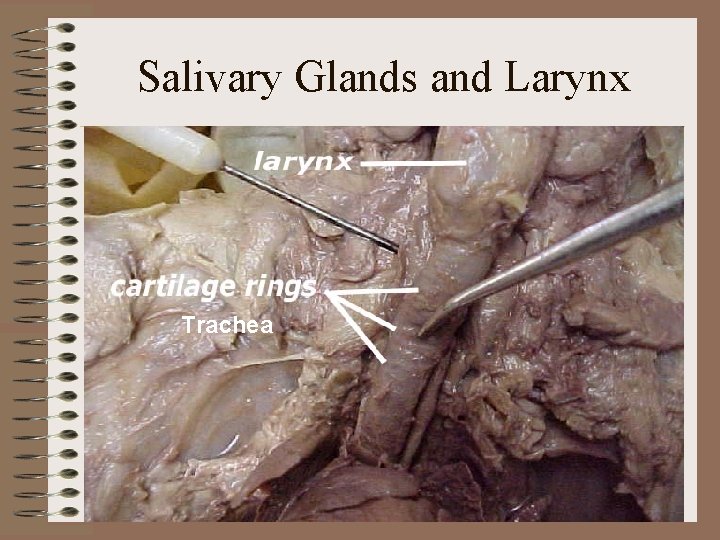 Salivary Glands and Larynx Trachea 