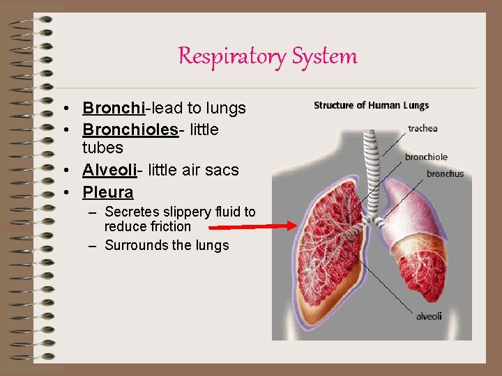 Respiratory System • Bronchi-lead to lungs • Bronchioles- little tubes • Alveoli- little air