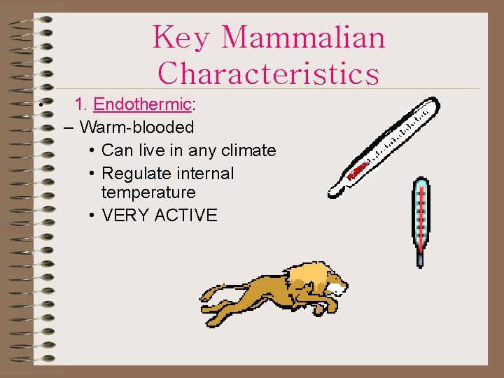 Key Mammalian Characteristics • 1. Endothermic: – Warm-blooded • Can live in any climate