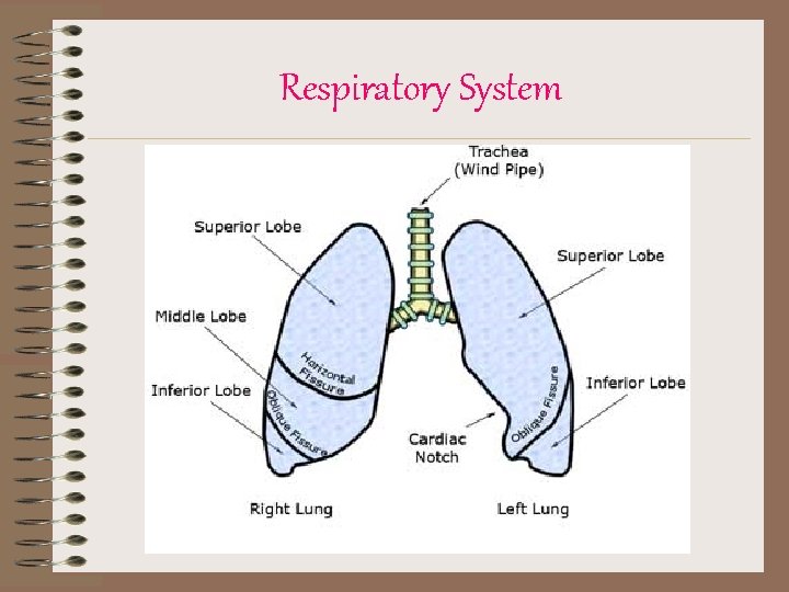 Respiratory System 