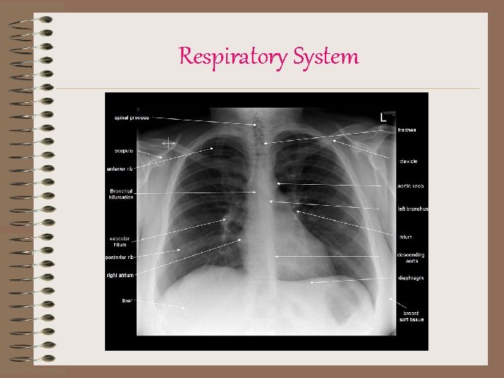 Respiratory System 
