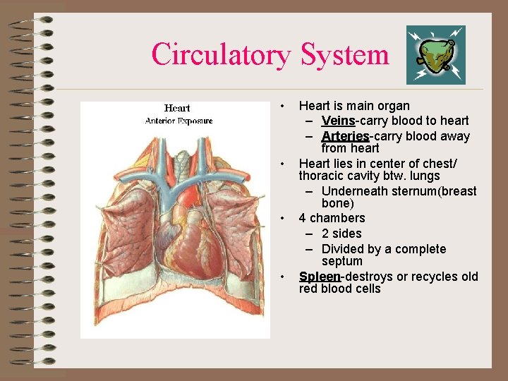 Circulatory System • • Heart is main organ – Veins-carry blood to heart –