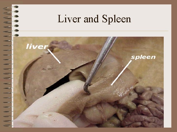 Liver and Spleen 