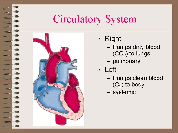 Circulatory System • Right – Pumps dirty blood (CO 2) to lungs – pulmonary