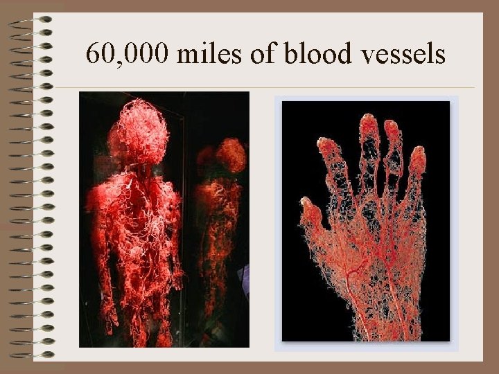60, 000 miles of blood vessels 