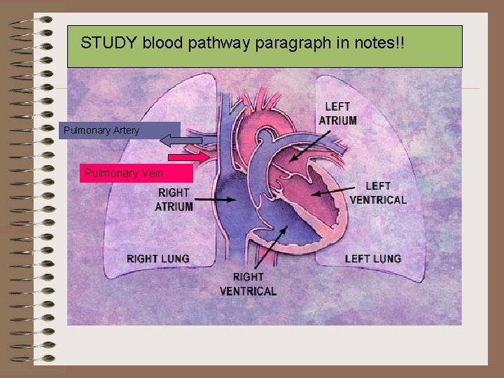 STUDY blood pathway paragraph in notes!! Pulmonary Artery Pulmonary Vein 