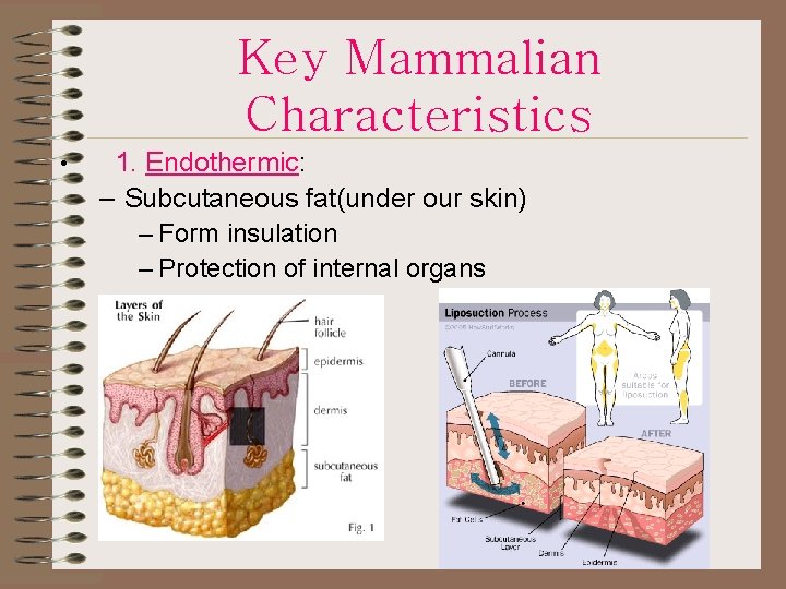 Key Mammalian Characteristics • 1. Endothermic: – Subcutaneous fat(under our skin) – Form insulation