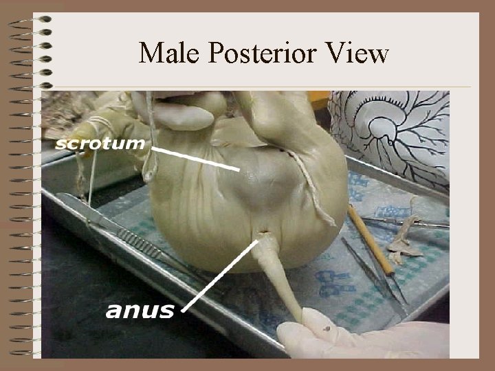 Male Posterior View 