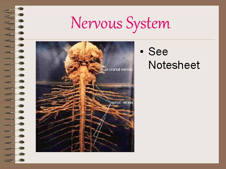 Nervous System • See Notesheet 