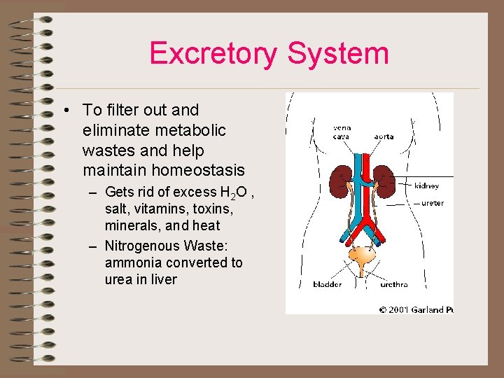 Excretory System • To filter out and eliminate metabolic wastes and help maintain homeostasis