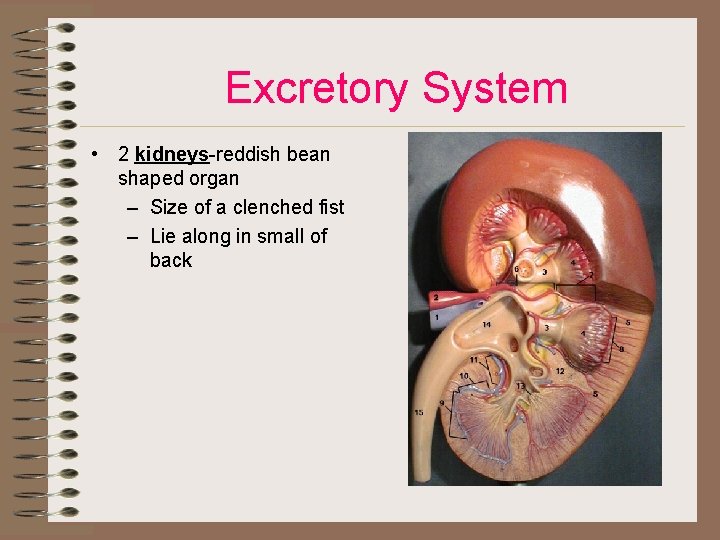 Excretory System • 2 kidneys-reddish bean shaped organ – Size of a clenched fist