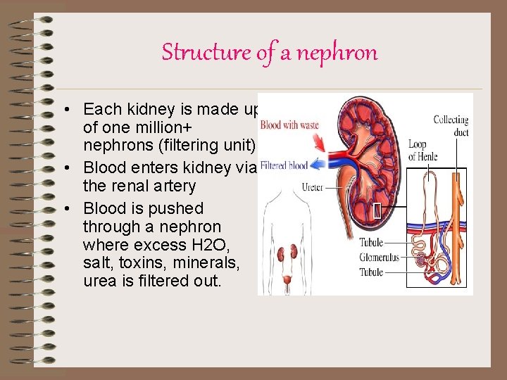 Structure of a nephron • Each kidney is made up of one million+ nephrons