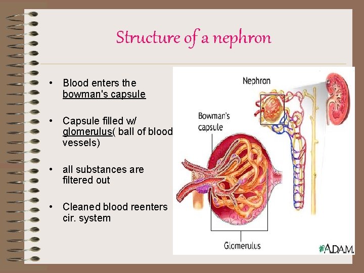 Structure of a nephron • Blood enters the bowman's capsule • Capsule filled w/