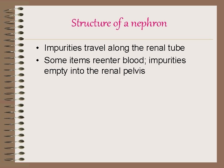 Structure of a nephron • Impurities travel along the renal tube • Some items