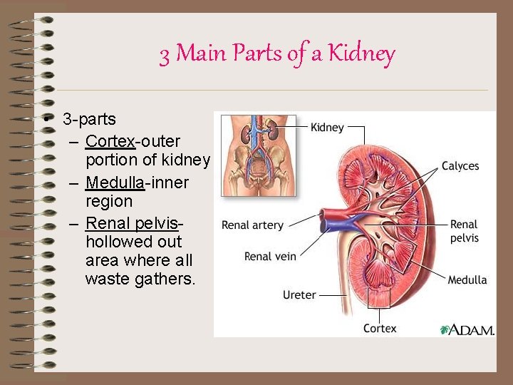3 Main Parts of a Kidney • 3 -parts – Cortex-outer portion of kidney