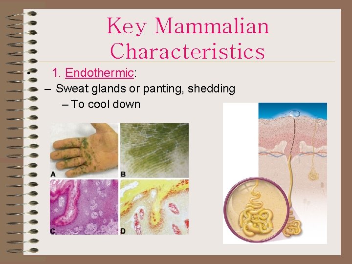 Key Mammalian Characteristics • 1. Endothermic: – Sweat glands or panting, shedding – To