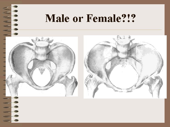 Male or Female? !? 