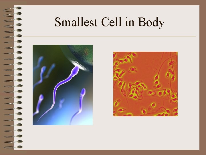 Smallest Cell in Body 
