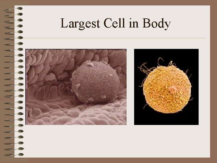 Largest Cell in Body 